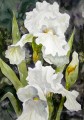 weißes Blume Aquarell